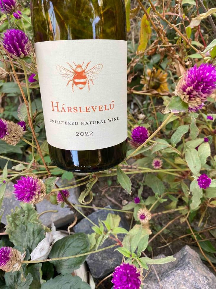 Hárslevelú - Hummel Pincészet - Weingut Hummel - Horst Hummel 