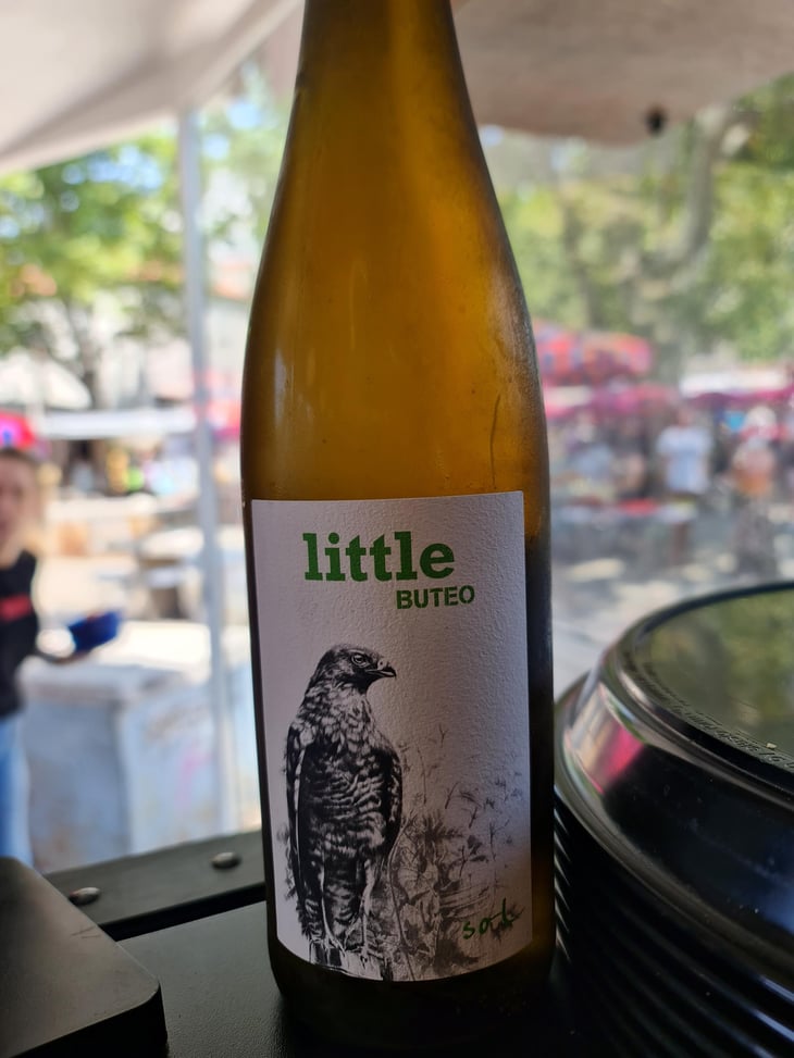 Little Buteo - Sol - Michael Gindl 