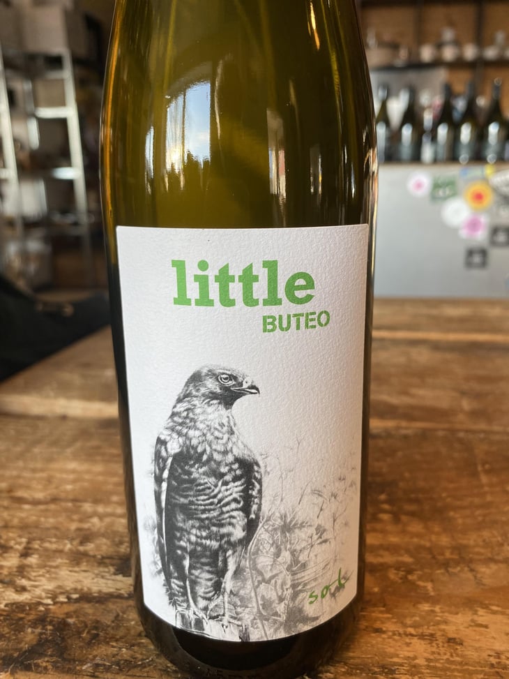 Little Buteo - Sol - Michael Gindl 