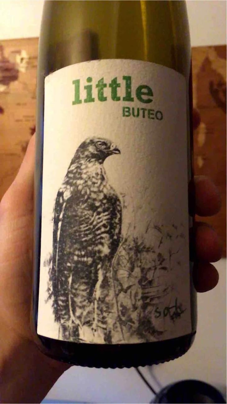 Little Buteo - Sol - Michael Gindl 
