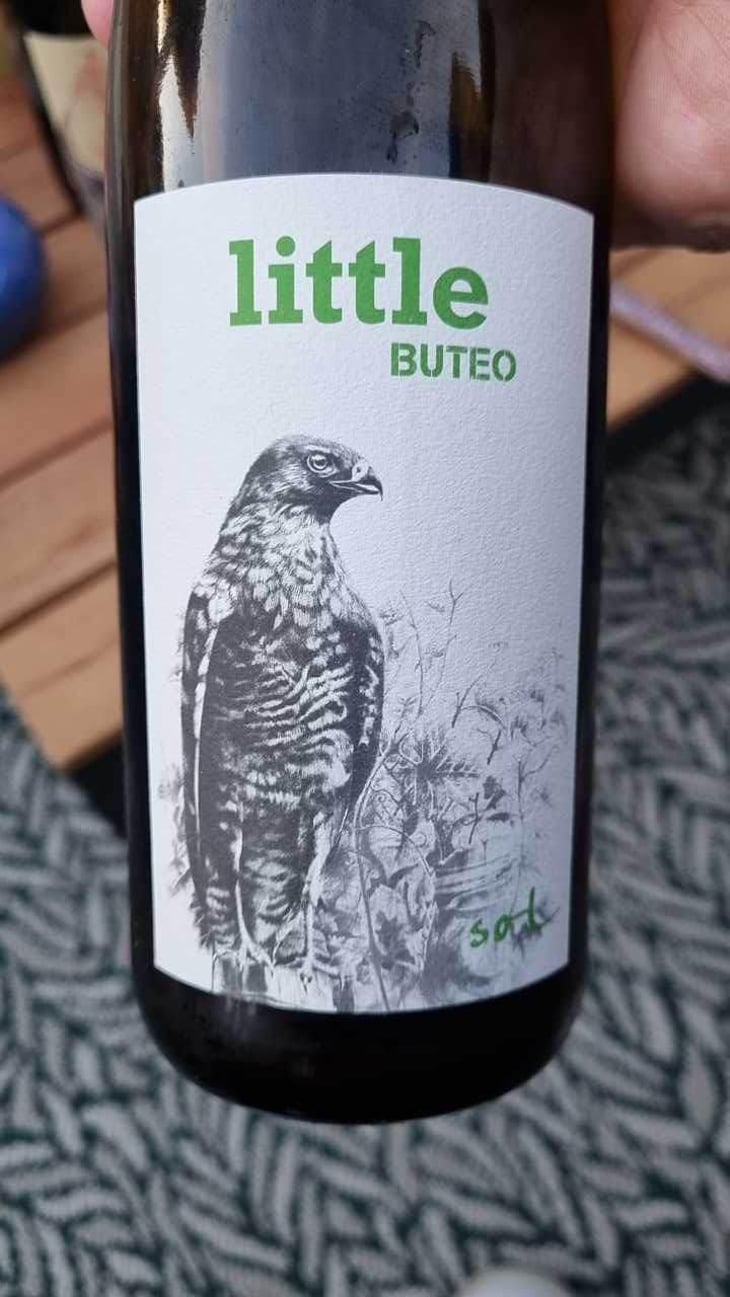 Little Buteo - Sol - Michael Gindl 