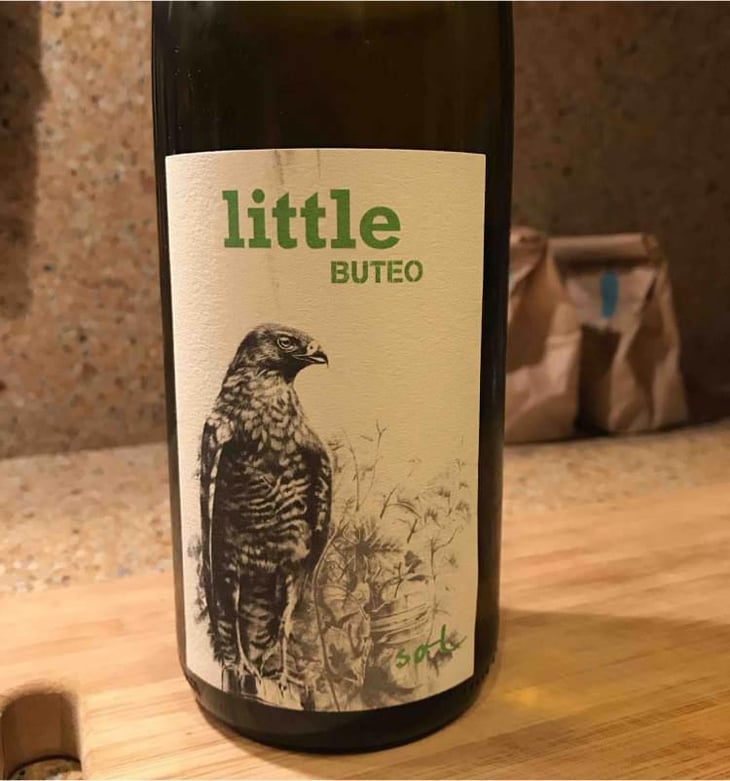 Little Buteo - Sol - Michael Gindl 