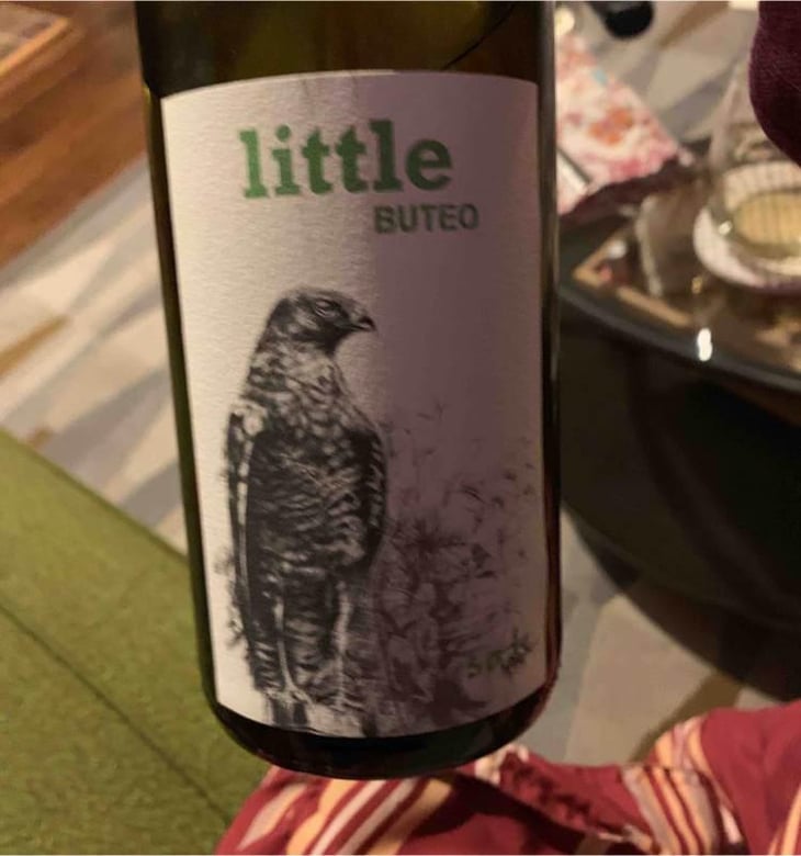 Little Buteo - Sol - Michael Gindl 