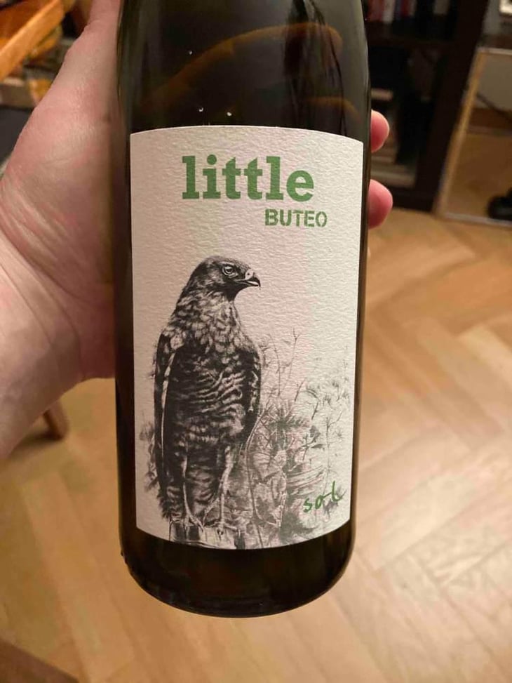 Little Buteo - Sol - Michael Gindl 