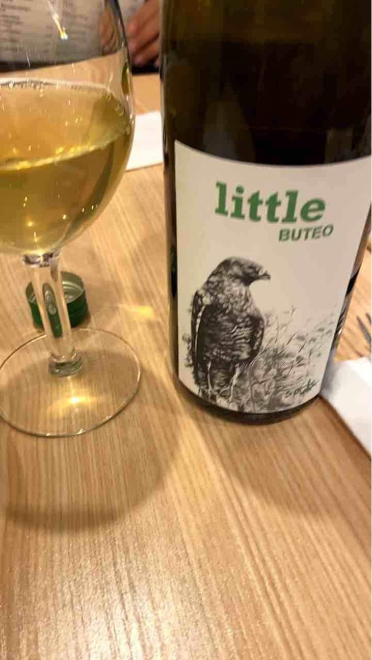 Little Buteo - Sol - Michael Gindl 