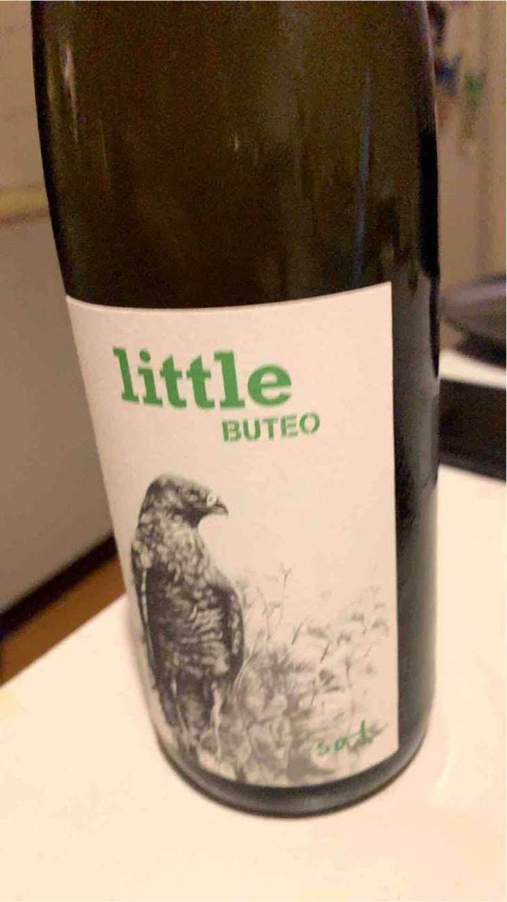 Little Buteo - Sol - Michael Gindl 