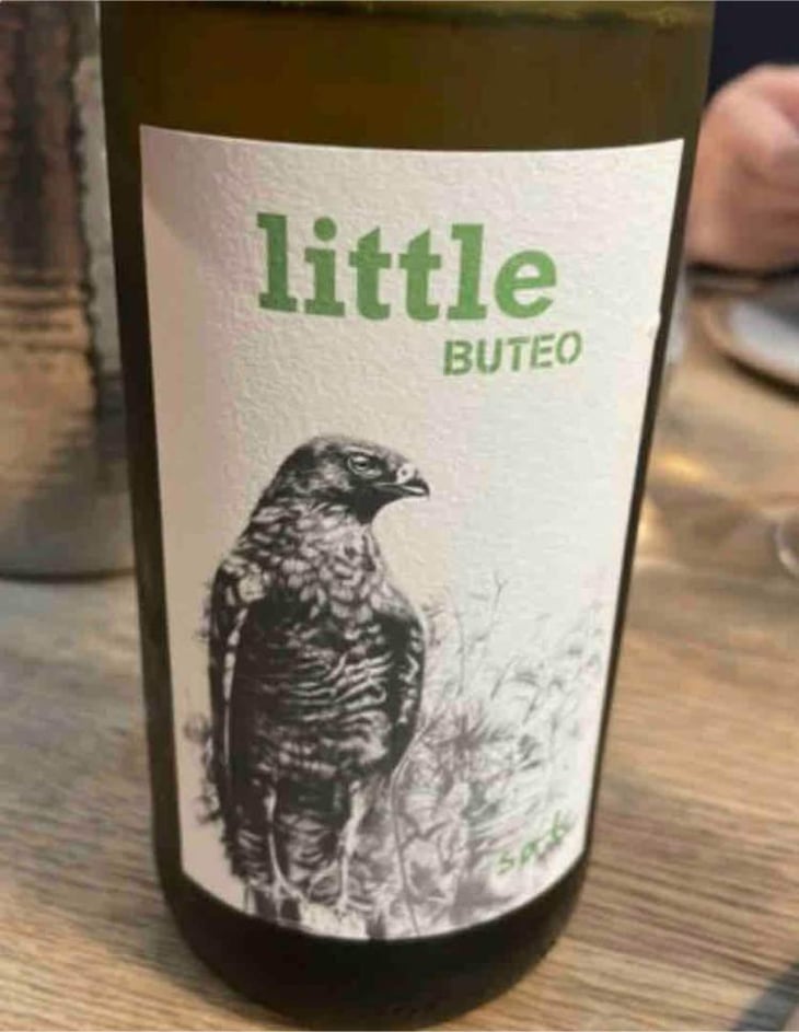 Little Buteo - Sol - Michael Gindl 