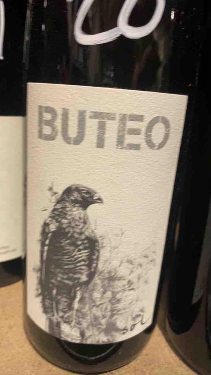 Little Buteo - Sol - Michael Gindl 