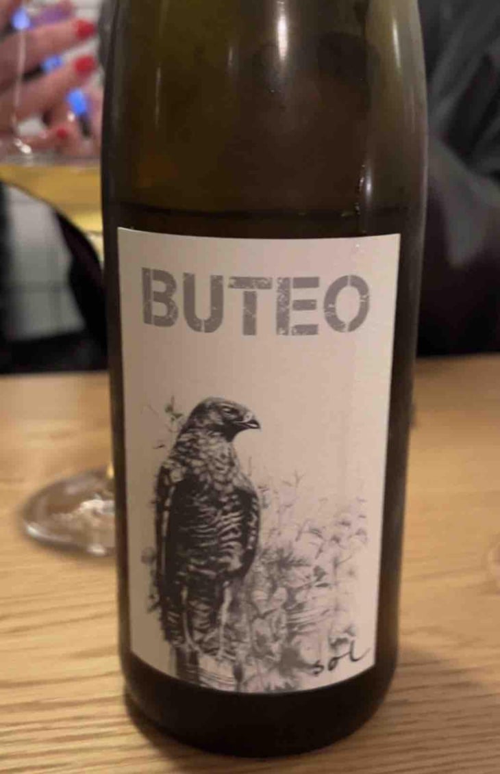 Little Buteo - Sol - Michael Gindl 