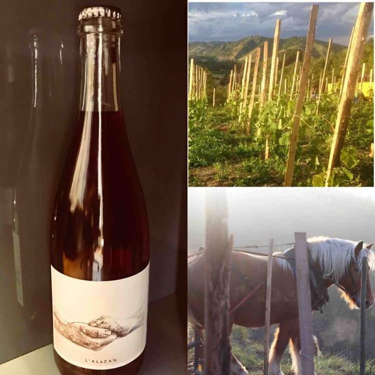 Merci (blanc) - Domaine de l'Alezan - Remi & Patricia Bonneton 
