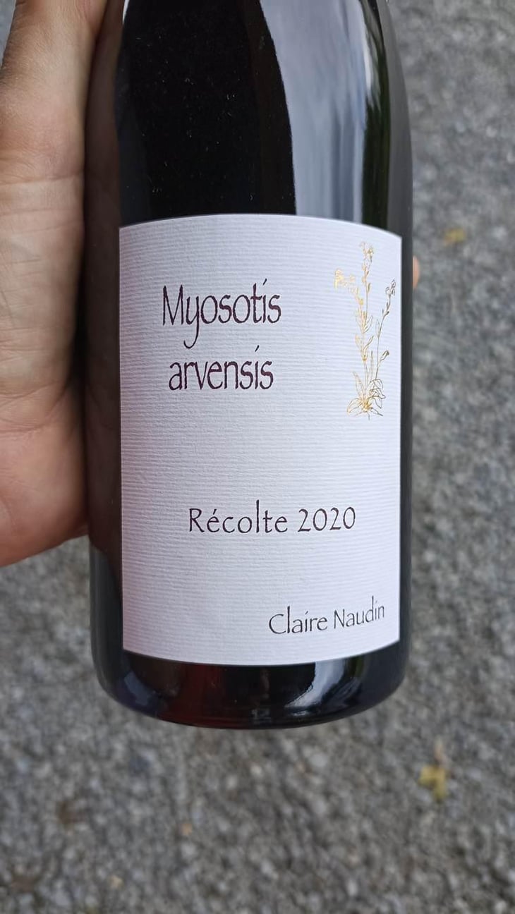 Myosotis Arvensis - Domaine Henri Naudin-Ferrand - Claire Naudin 