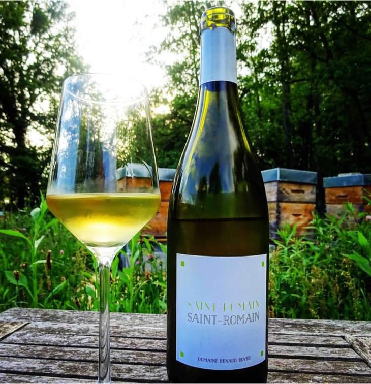 Saint-Romain Blanc - Domaine Renaud Boyer - Renaud Boyer 
