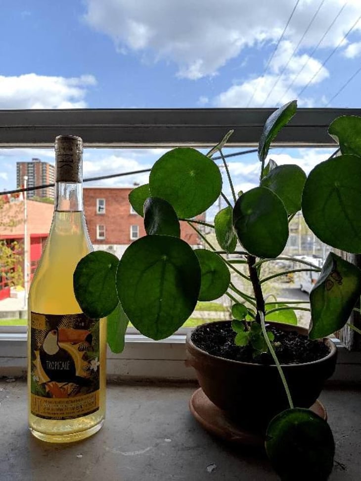 Tropicale - Sete - Vini Naturali - Emiliano Giorgi, Arcangelo Galuppi, Martina D’Alessio 