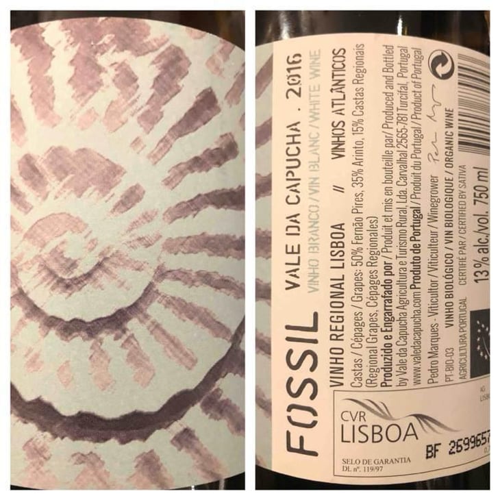 Fossil Branco - Vale da Capucha - Pedro Marques 