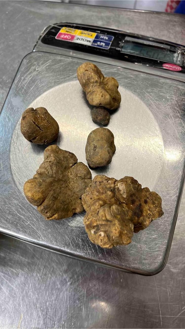 White Truffle - Tree Brasserie - 532949