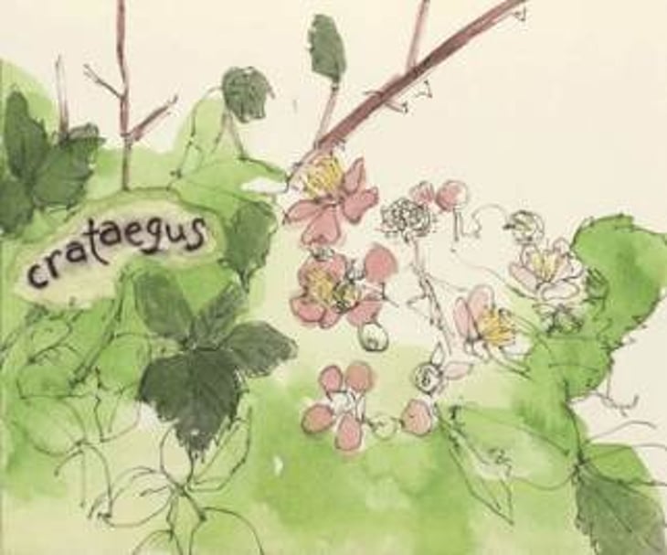 Crataegus - Hiyu Wine Farm - nate-ready 