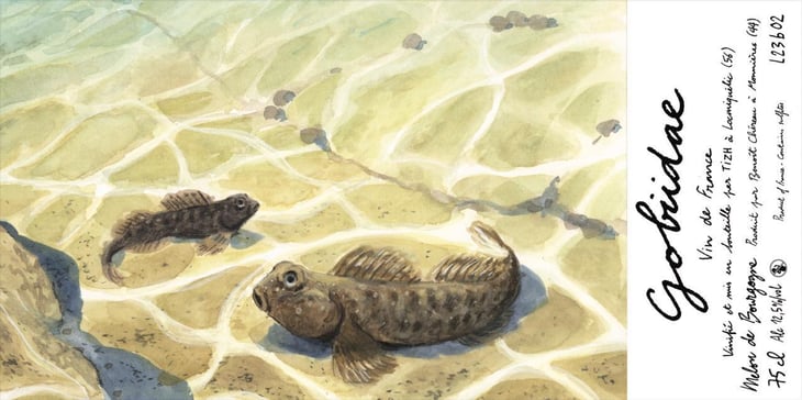 Gobiidae - Domani Tizh - nolwenn-runigo-et-roland-conq 