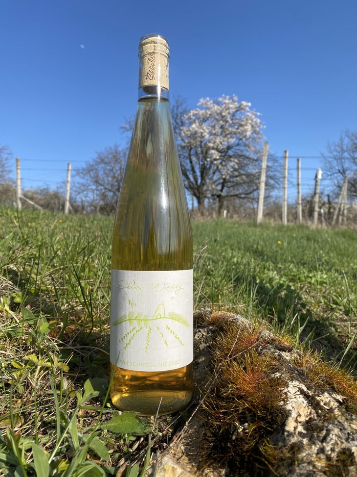 Welschriesling - Šiklóš Winery - viktor-sipos 