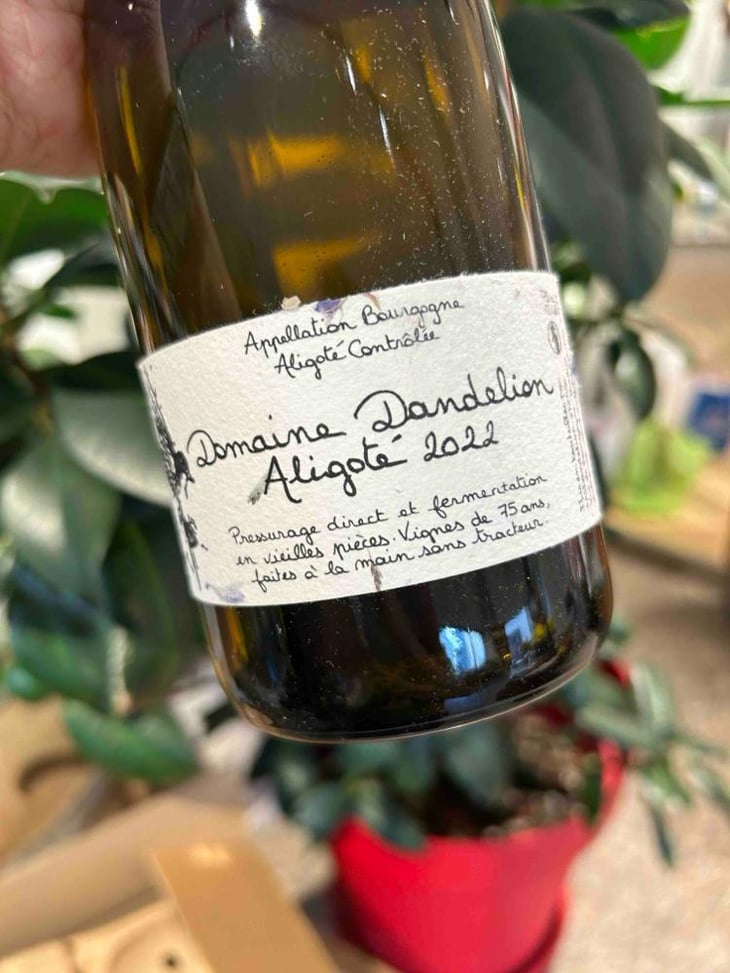 Aligotè - Domaine Dandelion - morgane-seuillot-christian-knott -2022