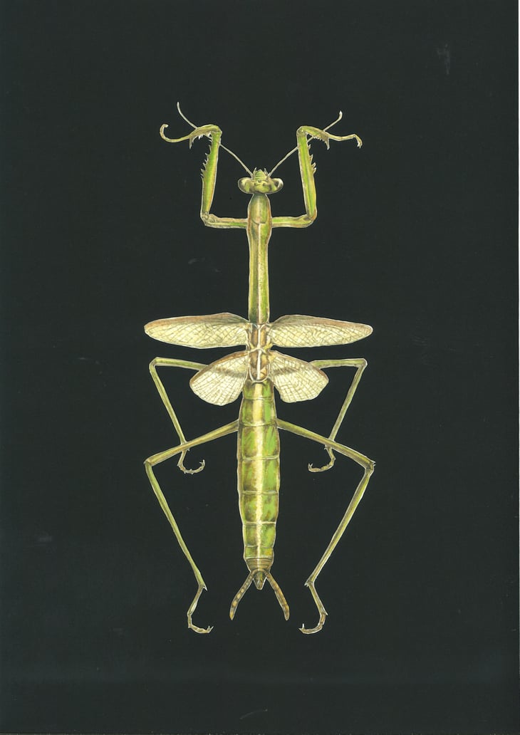 La Mariole - Domaine Ledogar - xavier-mathieu-benoit-ledogar 