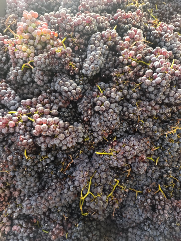 La Notte - Nebbiolo - La Petite Odyssée - antoine-bernardin -2024