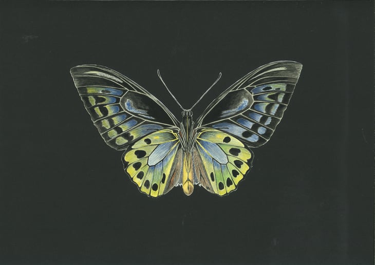 Petite Mélancolie - Domaine Ledogar - xavier-mathieu-benoit-ledogar -2024