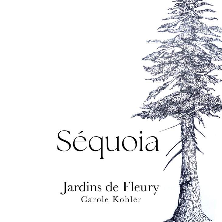 Séquoia 150cl - Jardins de Fleury - carole-kohler -2024