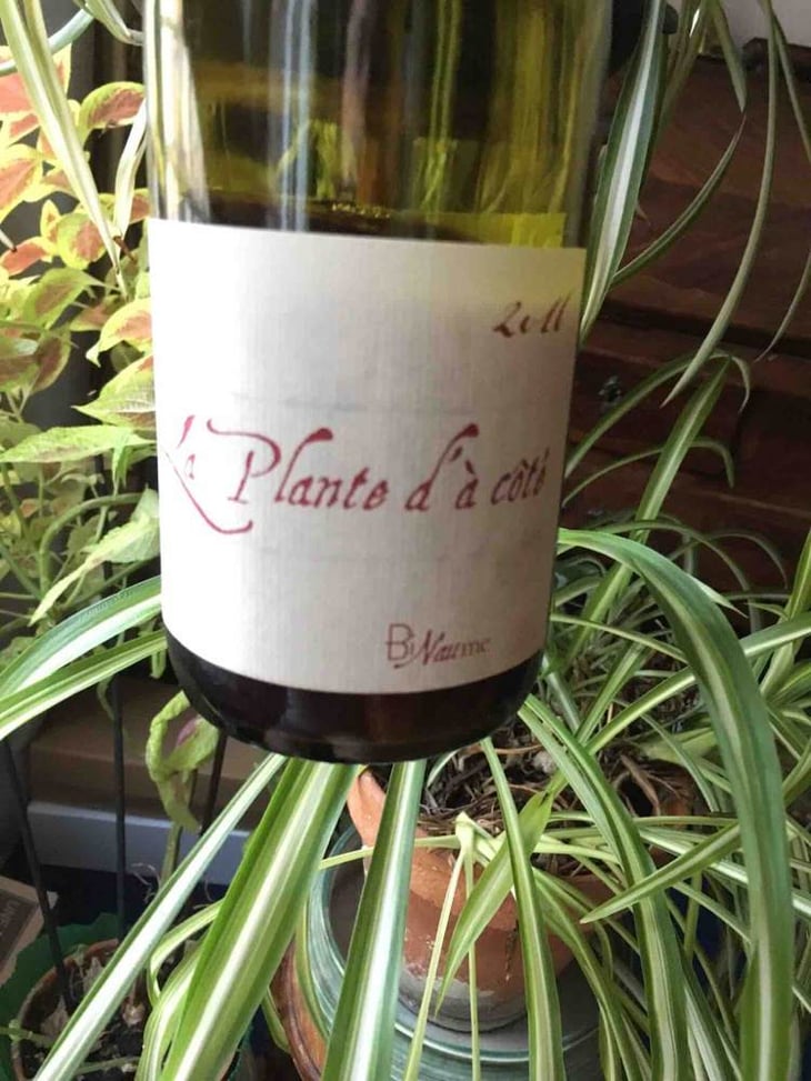 La Plante d'à Côté - Domaine Henri Naudin-Ferrand - claire-naudin 