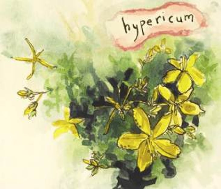 Hypericum “Spring Ephemeral” - Hiyu Wine Farm - nate-ready 