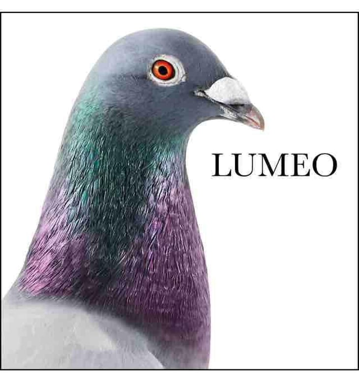 Lumeo - Azienda Agricola Toscani - rocco-toscani 