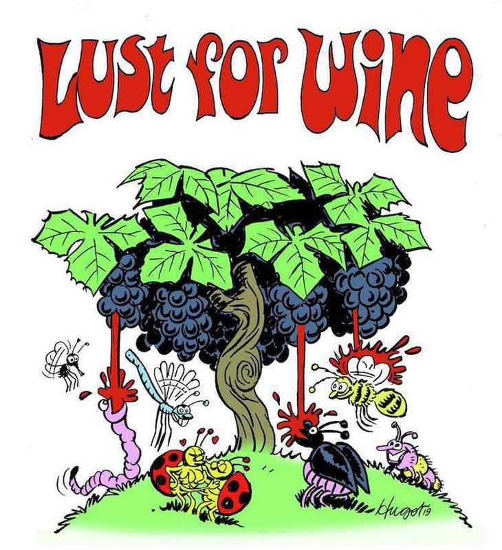 Lust For Wine - Pèira Levada - alexandre-durand 