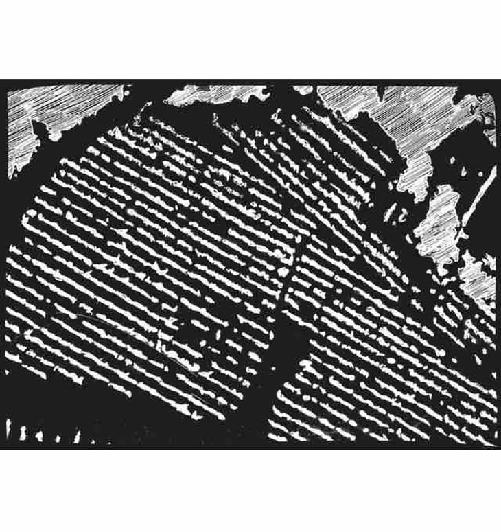 Martino - Braccia Rese Società Semplice Agricola - braccia-rese-societa-semplice-agricola -2021