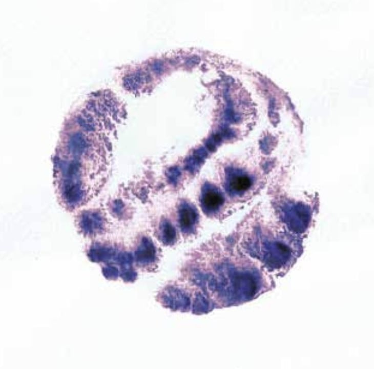 Pétillant Naturel - Ozil Frangins & Vignerons - thomas-jean-daniel-ozil -2022