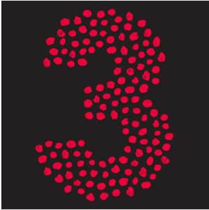 Pinot Noir 3 - Gönc Winery / Grape Adbuction - peter-gonc 