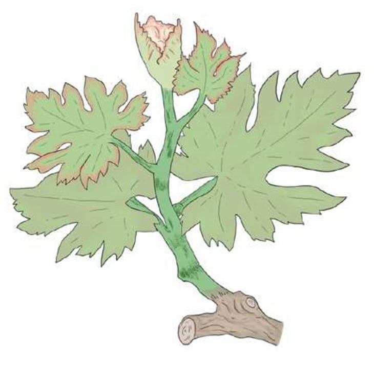 Rinasco - Altea Illotto - adriano-altea-maurizio-altea-adele-illotto 