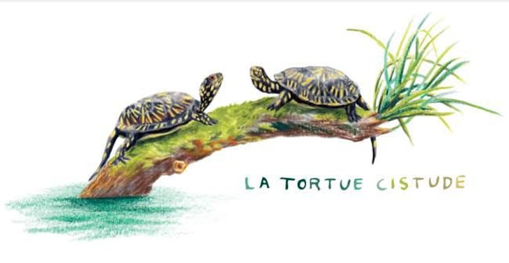 Tortue Cistude (X Vins du Vulpin) - PuR Raisin - arnaud-siegfried 