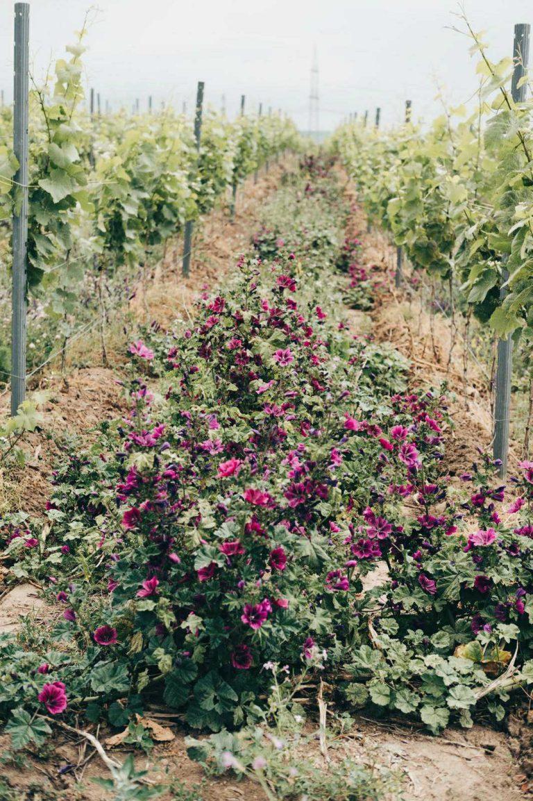 Vineyard of Alana Lagamba