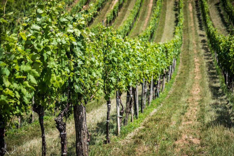 Vines of Claus Presinger
