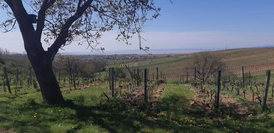Vines of Claus Presinger