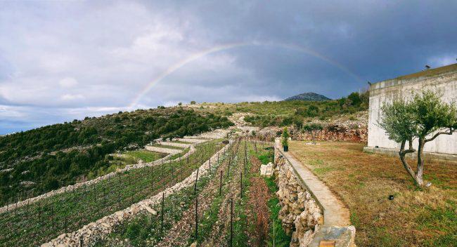 Harvest at Sept Winery in the northern mountains of Lebanon