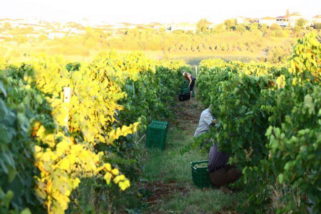 ktima ligas domaine ligas natural wine vin naturel