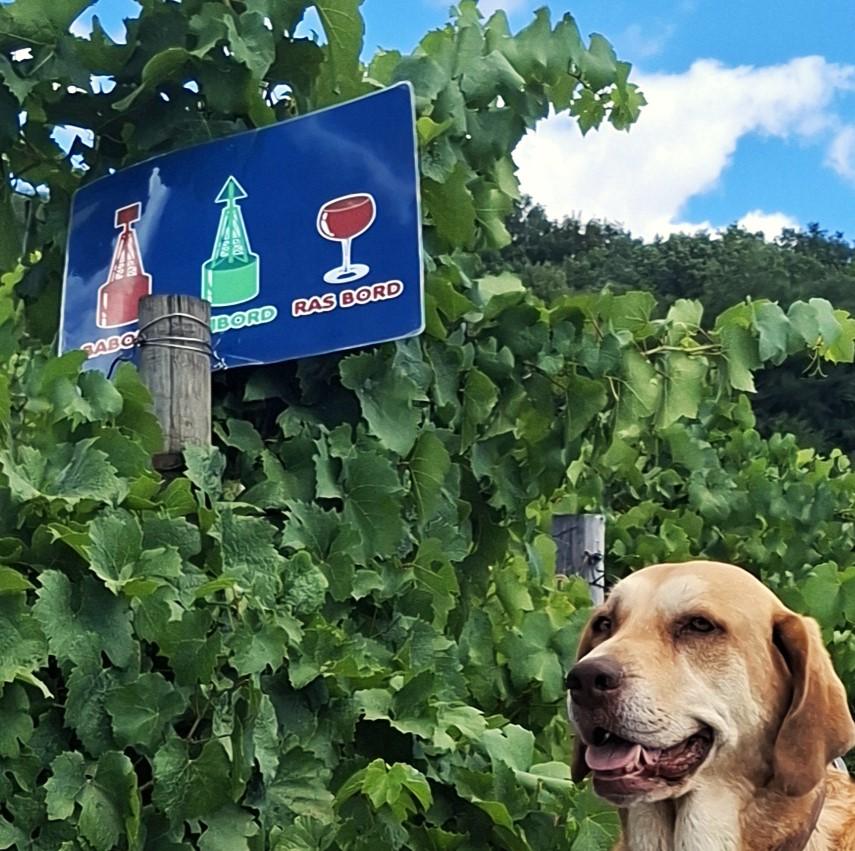 Assistant.e caviste (H/F) - Domaine Alexis de Benoist