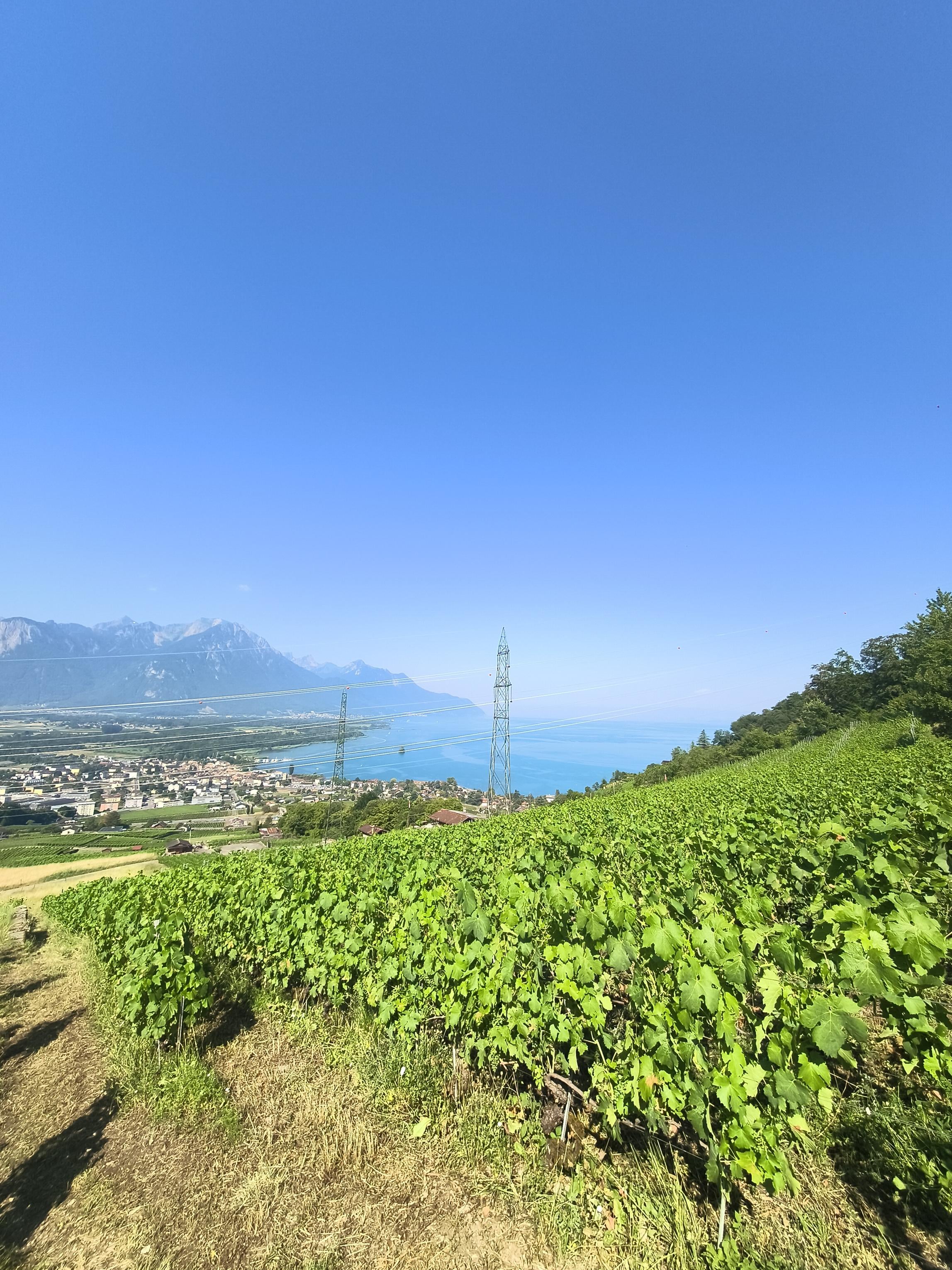 Au coeur des vendanges ! 🍇