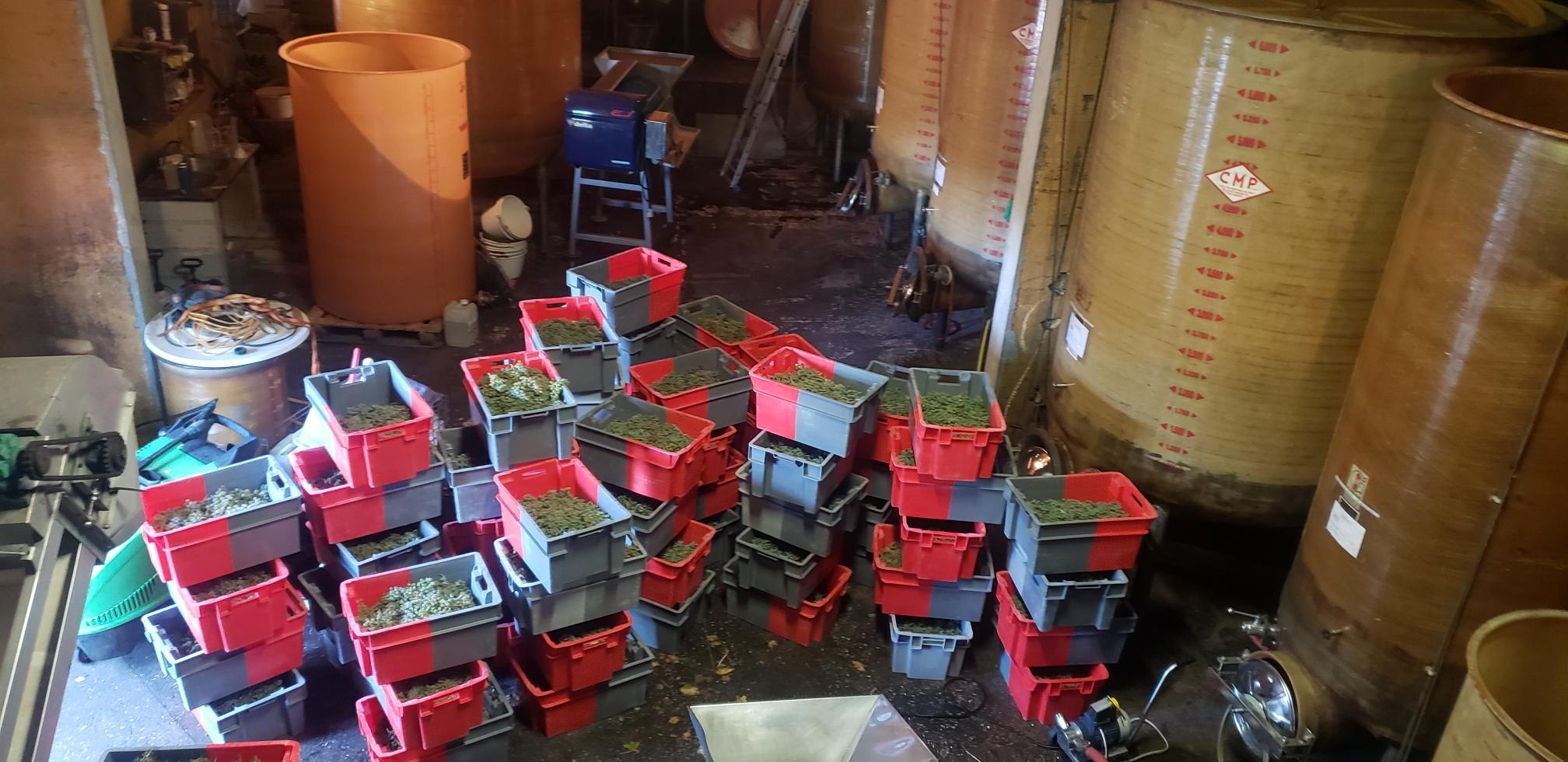 Harvest helpers needed at Melsolo