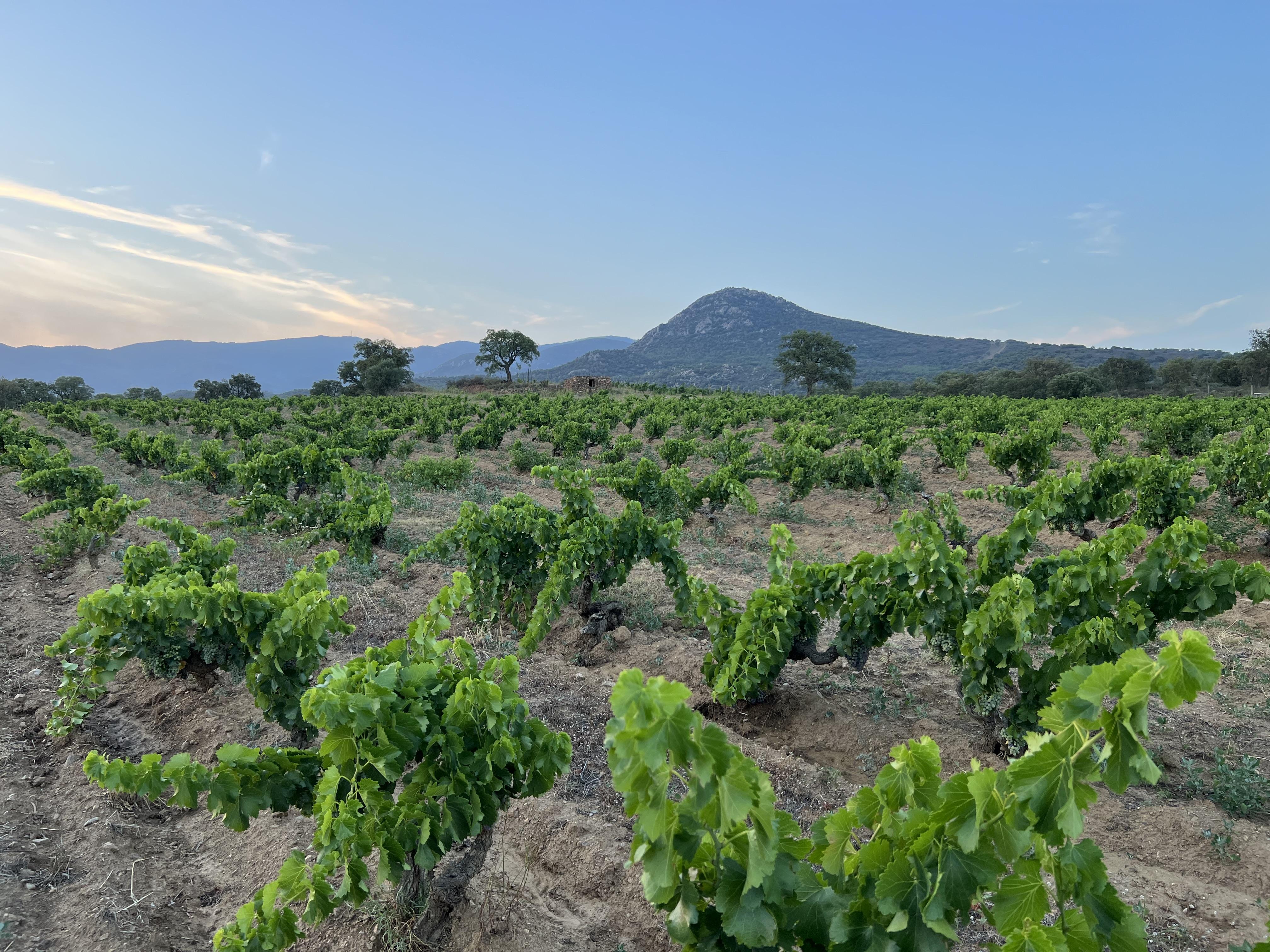 HARVEST, SEA AND GOOD VIBES IN LA GUTINA