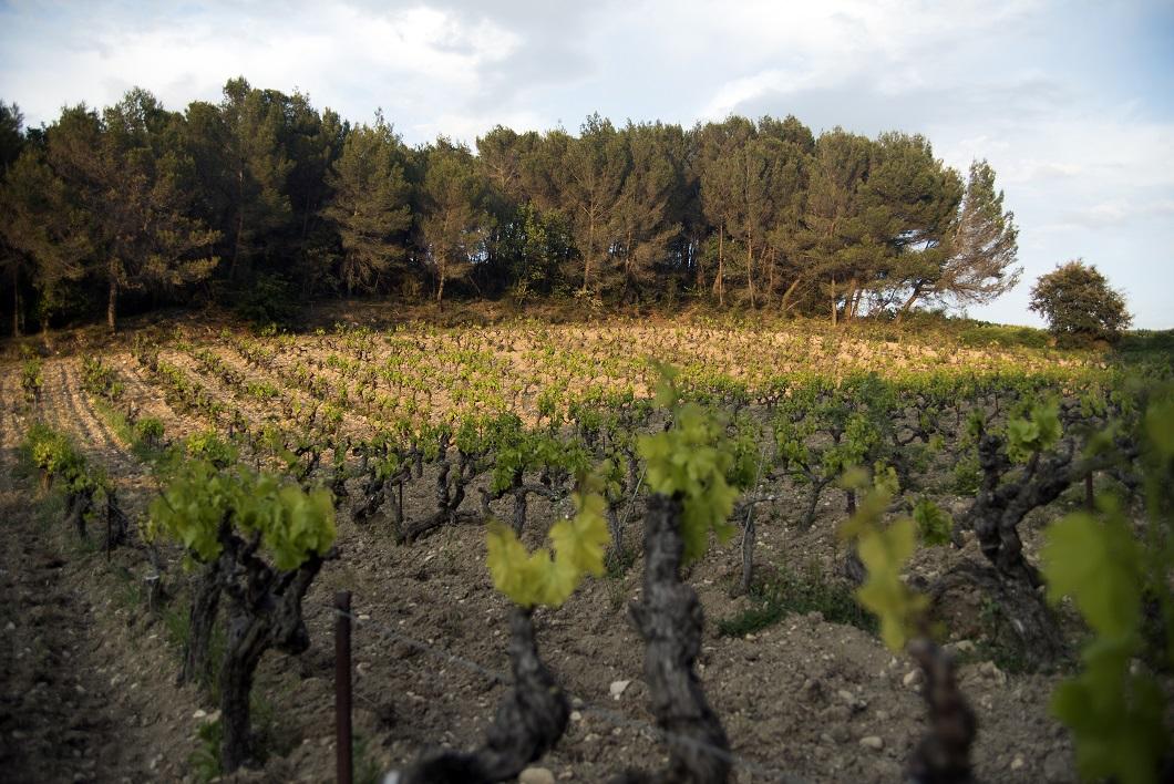 Vendange 2026 au Domaine d’Abrigeon