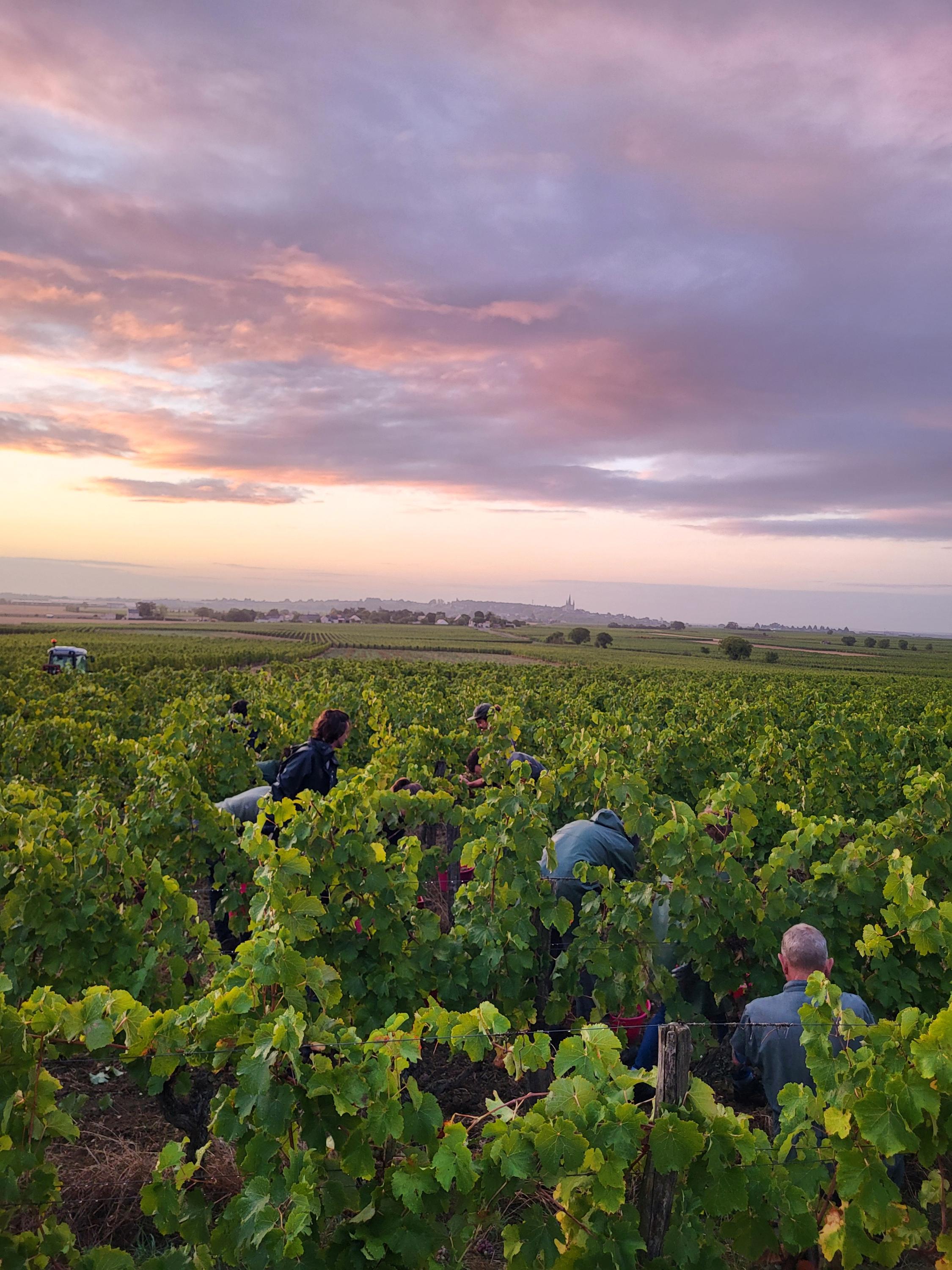 Vendanges 2026 au Domaine de La Renière