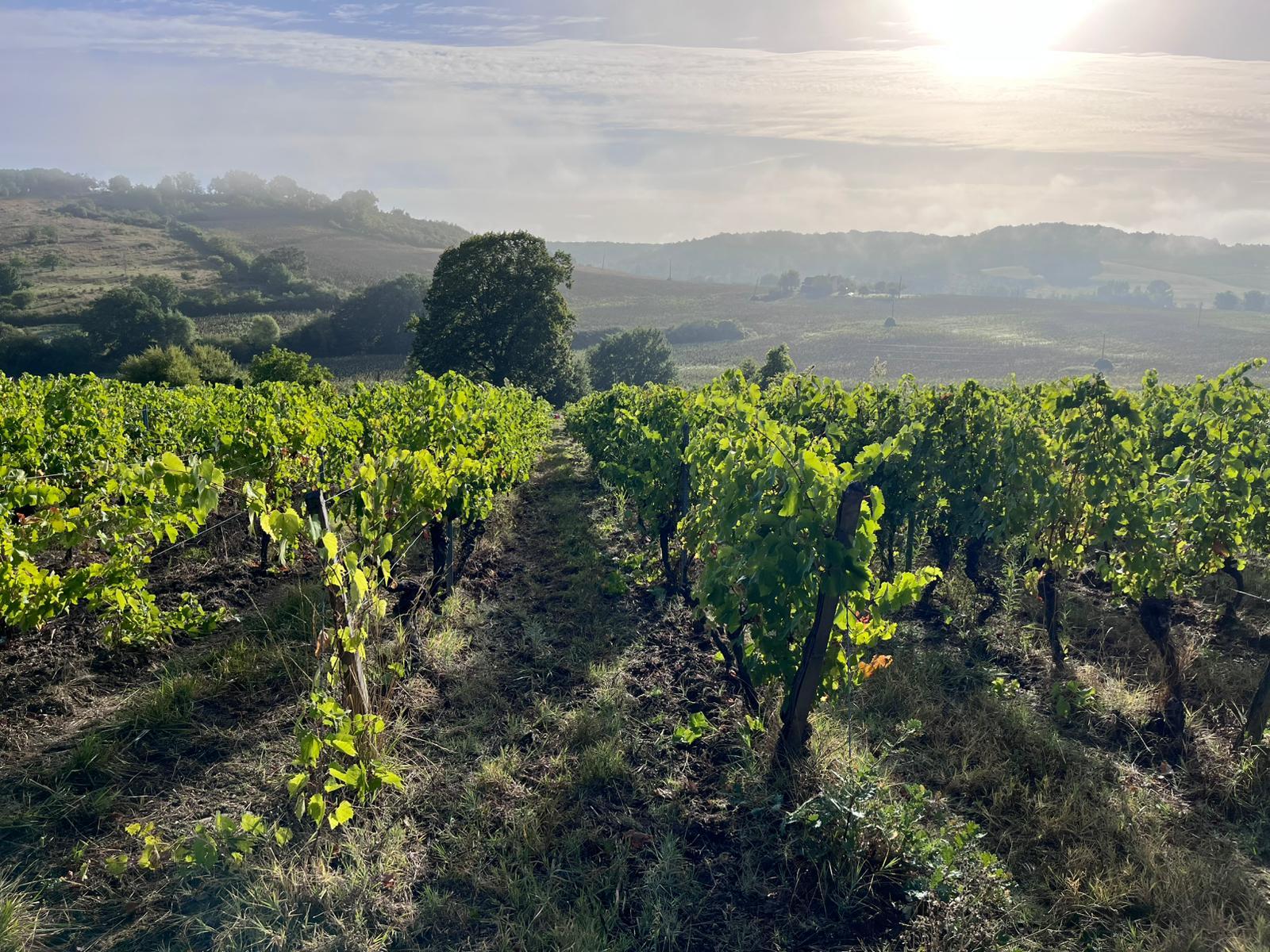 VENDANGES 2026 - Les Vins de l'Arpette
