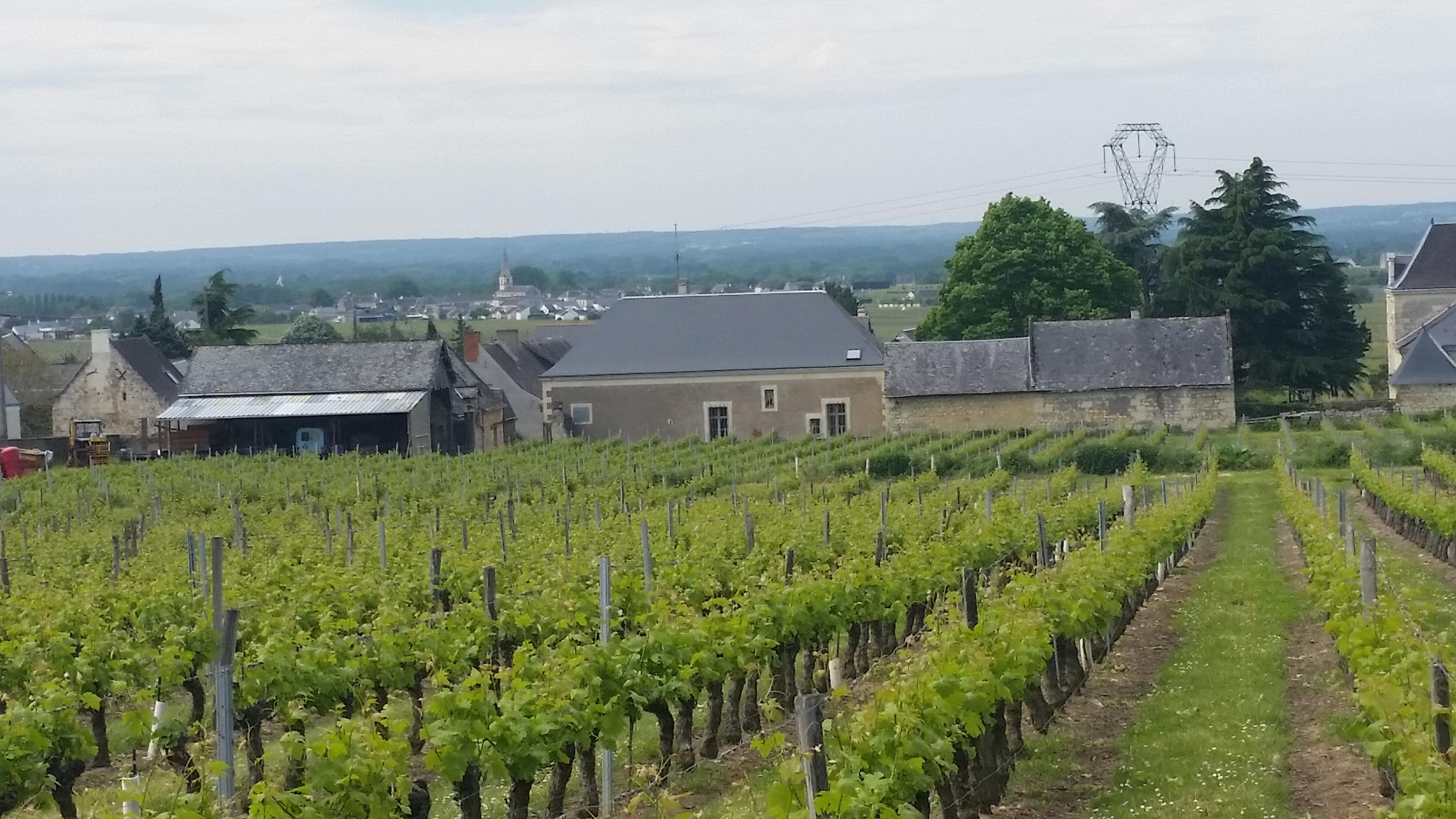 VENDANGES 2026 au Domaine Delettre