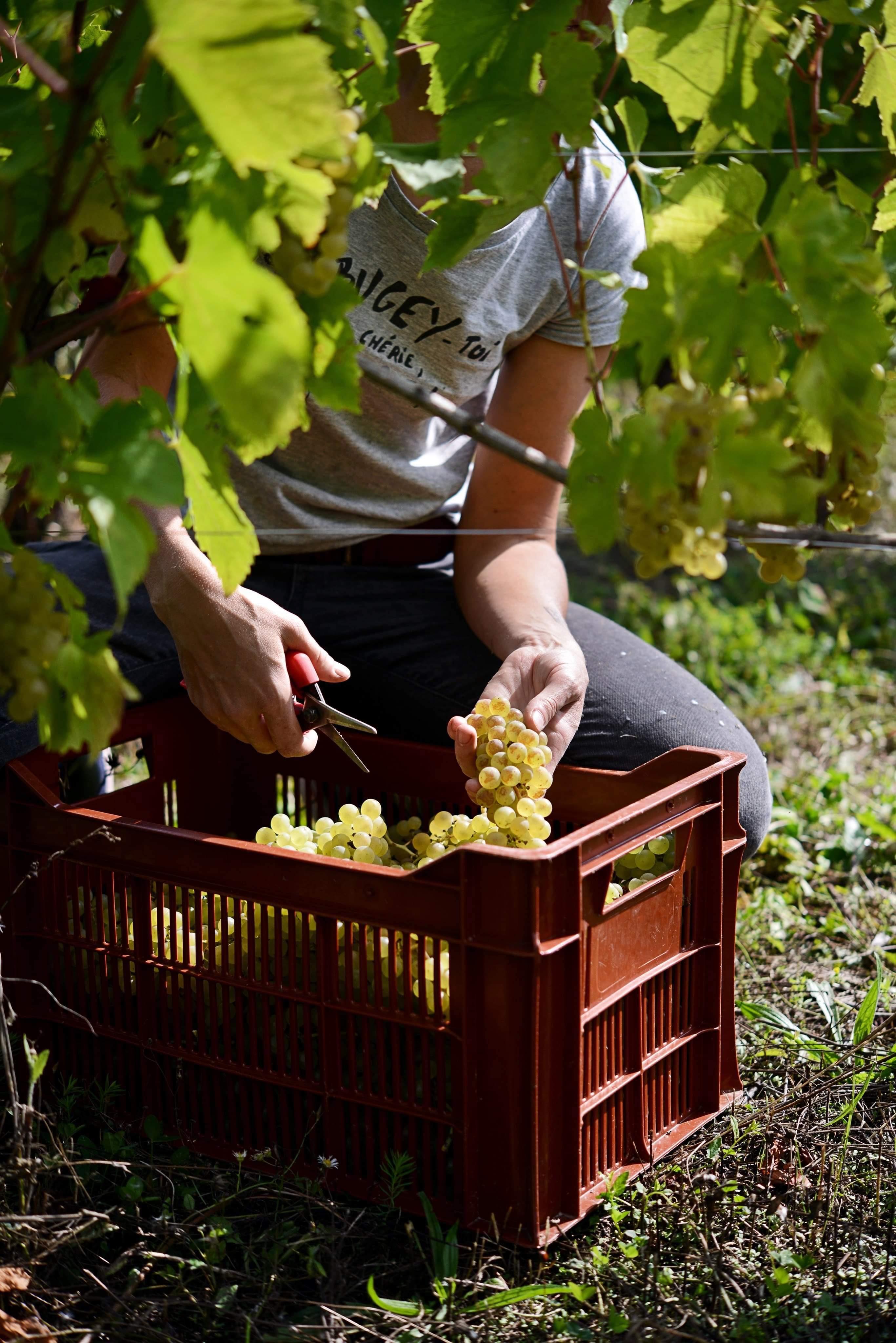 Vendanges 2026 à Artemare 01510